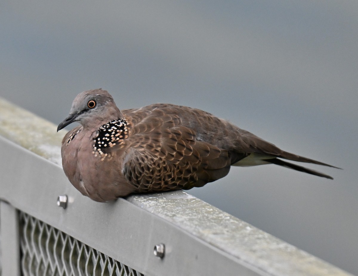 Spotted Dove - ML643179013