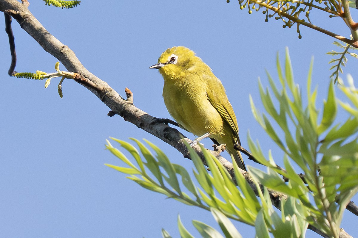 Окулярник сенегальський - ML643179014