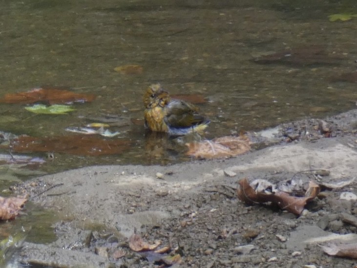 Summer Tanager - ML643179020