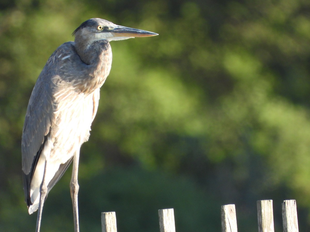 Great Blue Heron - ML643179048