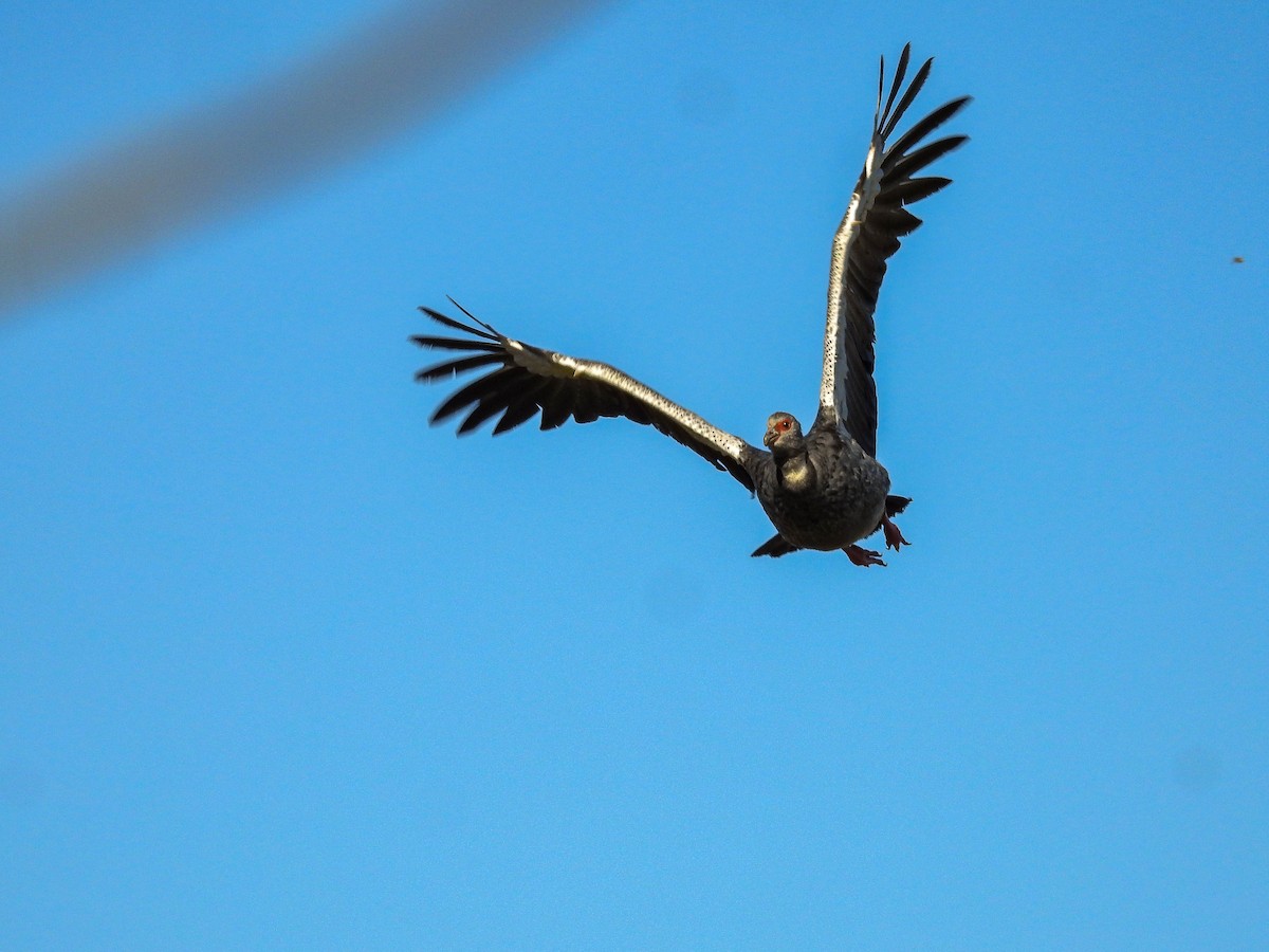 Southern Screamer - ML643179049