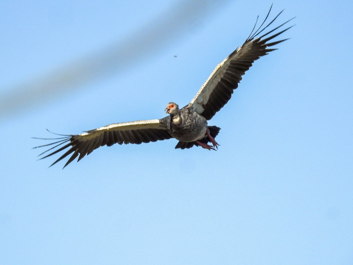 Southern Screamer - ML643179050