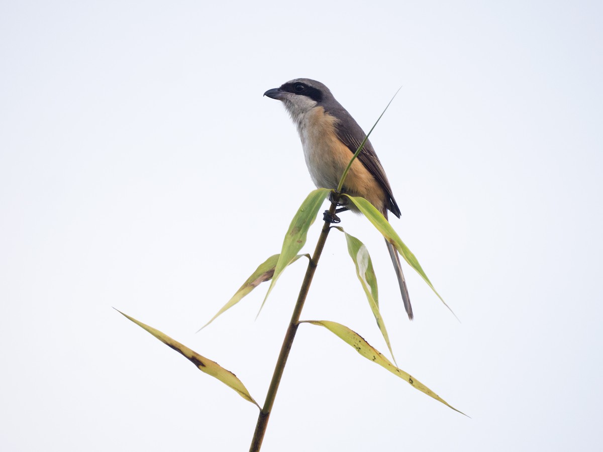 Gray-backed Shrike - ML643179052