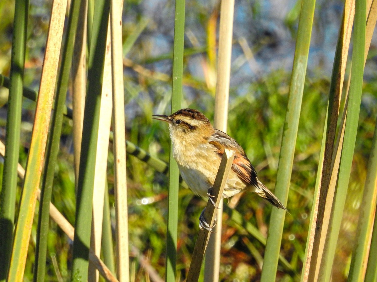 Wren-like Rushbird - ML643179059