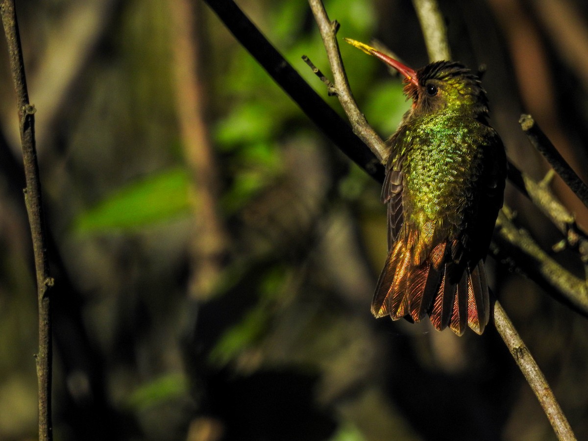 Gilded Hummingbird - ML643179066