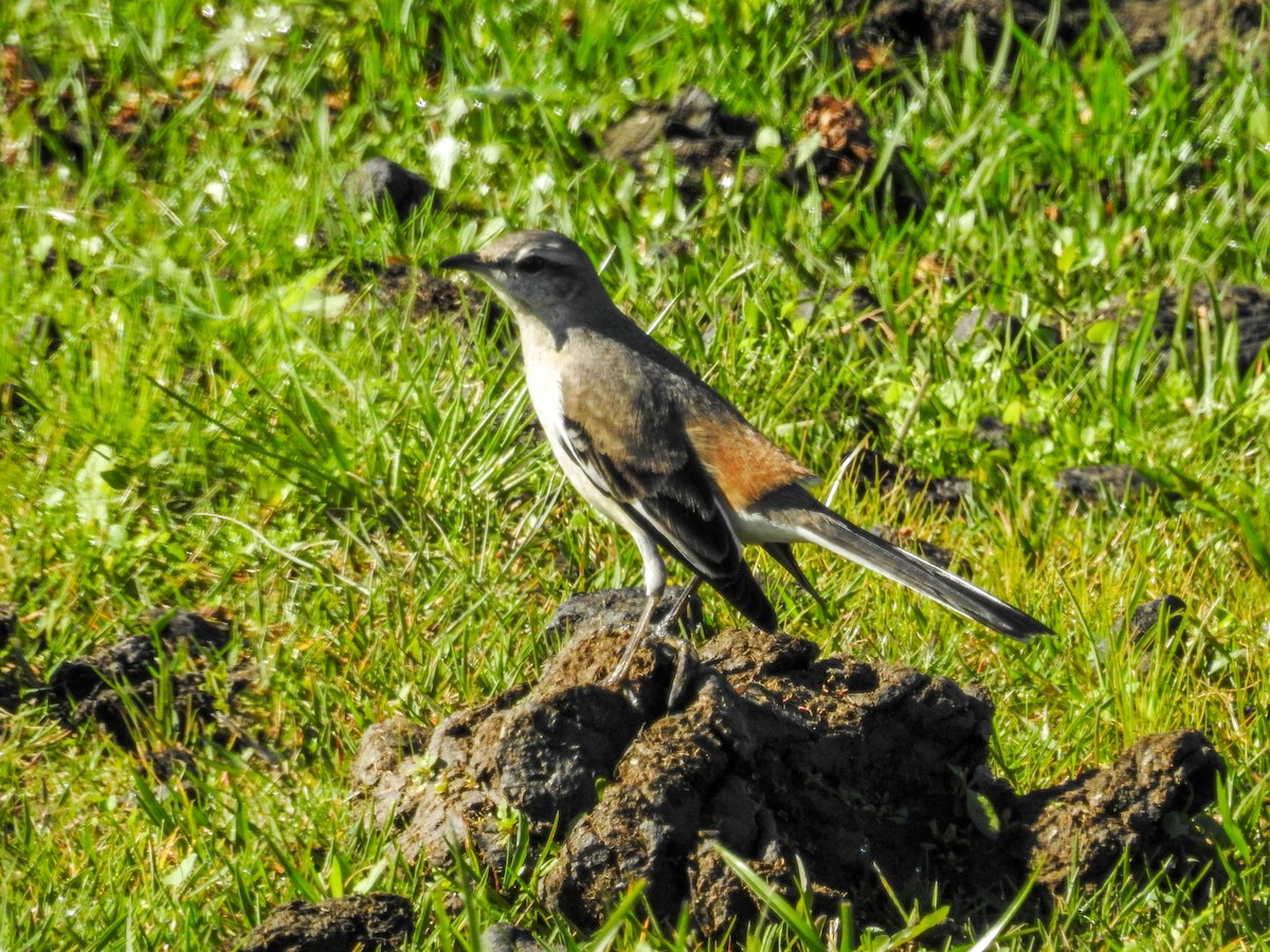 White-banded Mockingbird - ML643179071