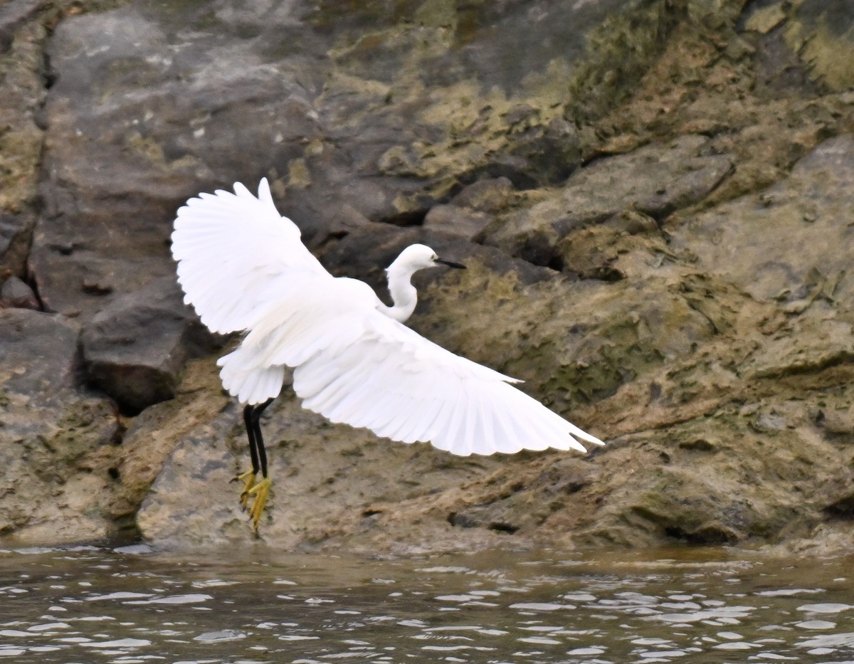 Pacific Reef-Heron - ML643179072