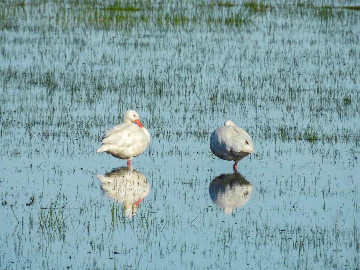 Coscoroba Swan - ML643179073