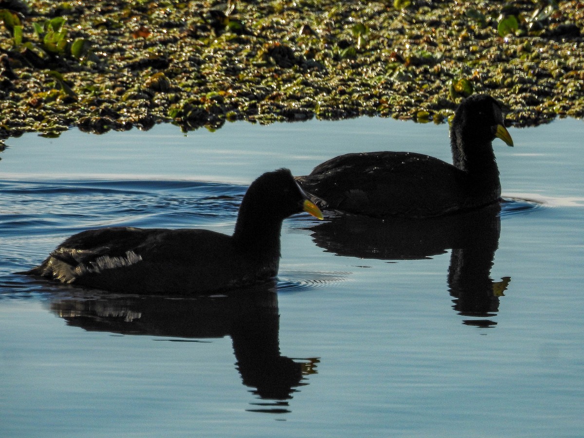 Red-fronted Coot - ML643179077