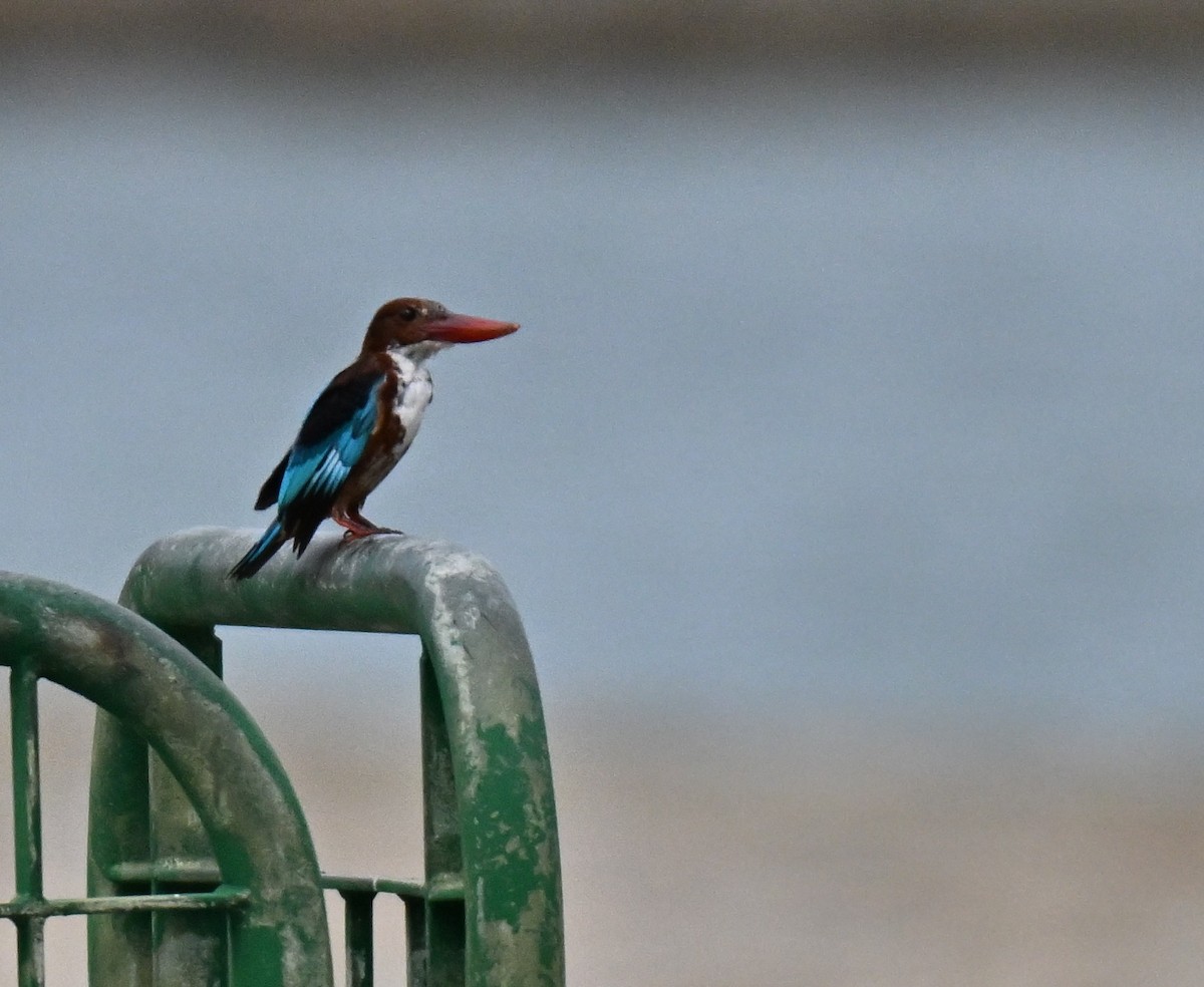 White-throated Kingfisher - ML643179078