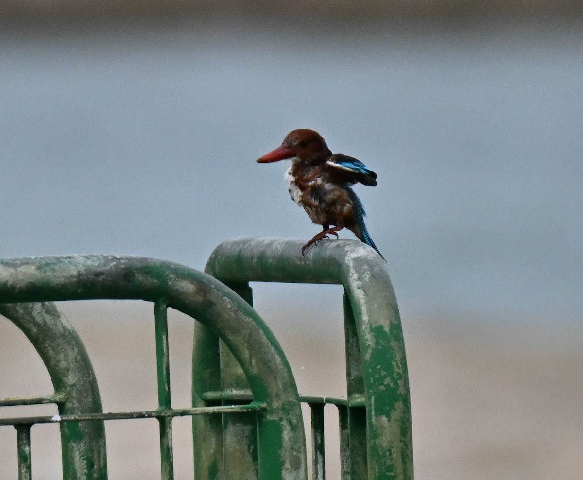 White-throated Kingfisher - ML643179079