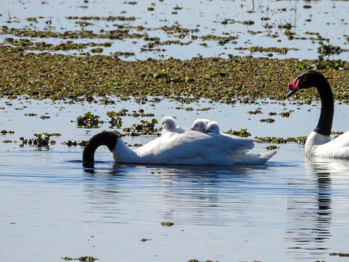Black-necked Swan - ML643179081