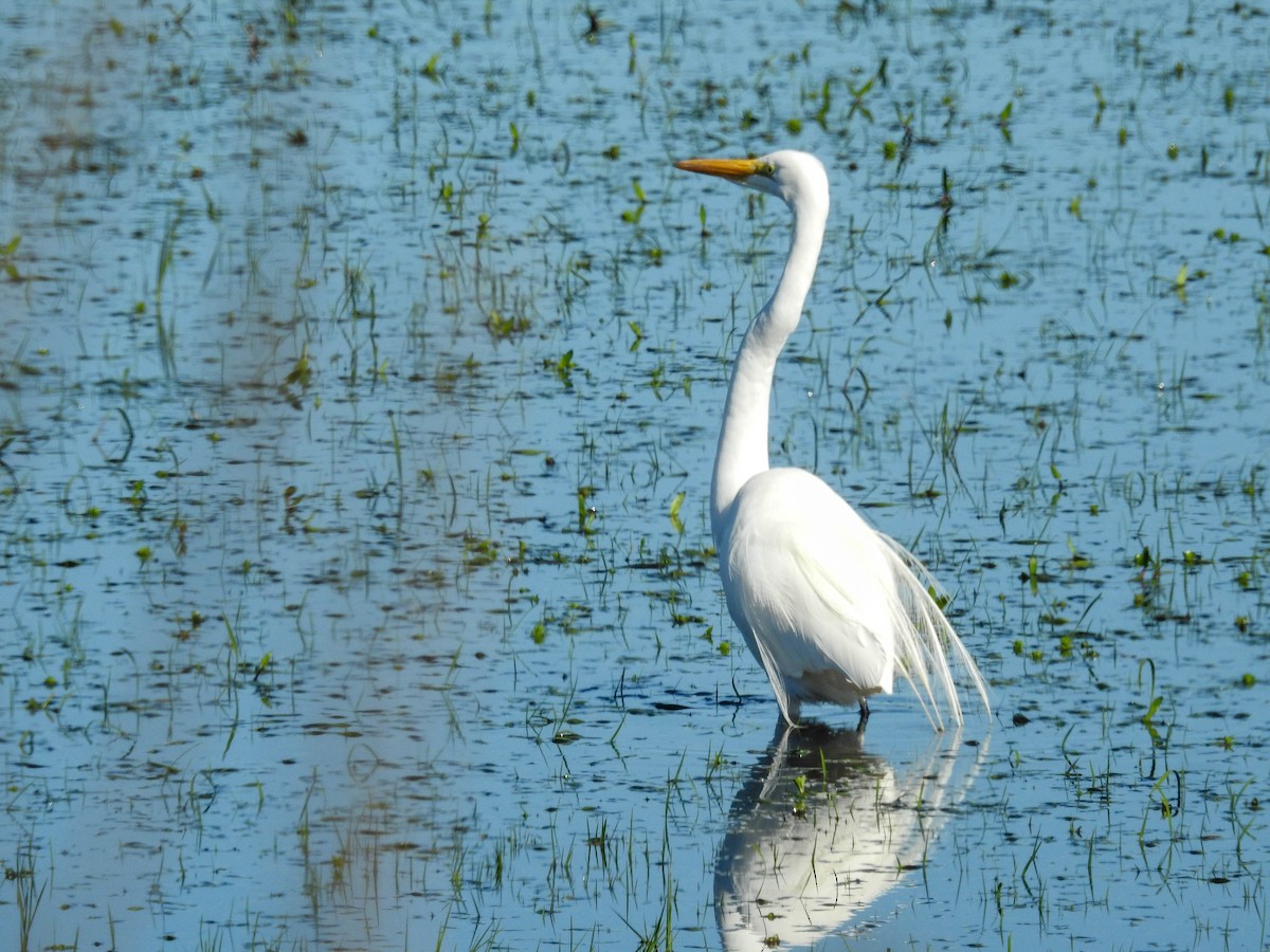 Great Egret - ML643179086