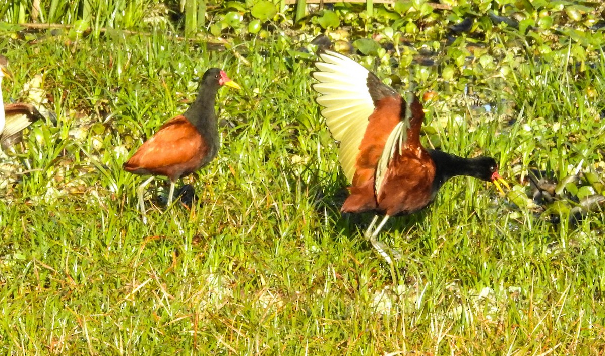 Wattled Jacana - ML643179089