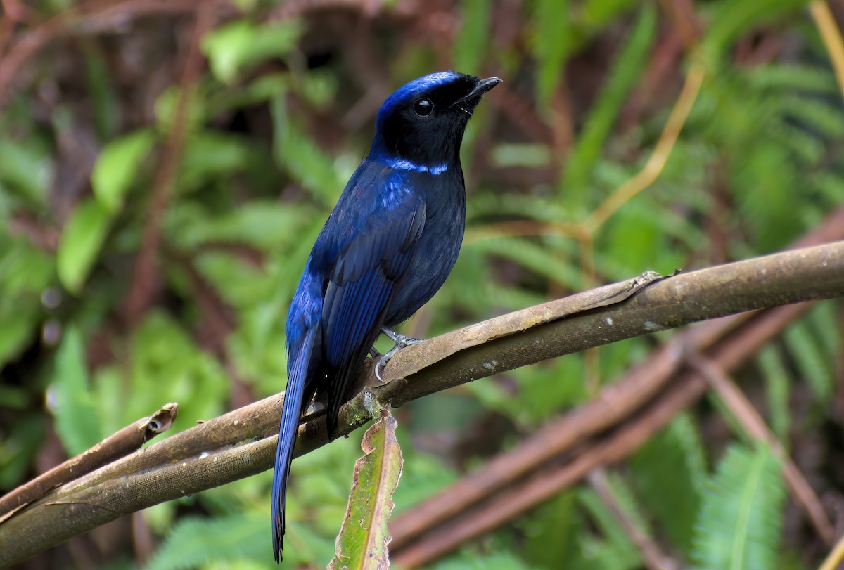 Large Niltava (Large) - ML643179090