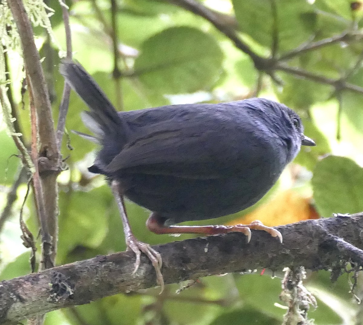 Blackish Tapaculo - ML643179092