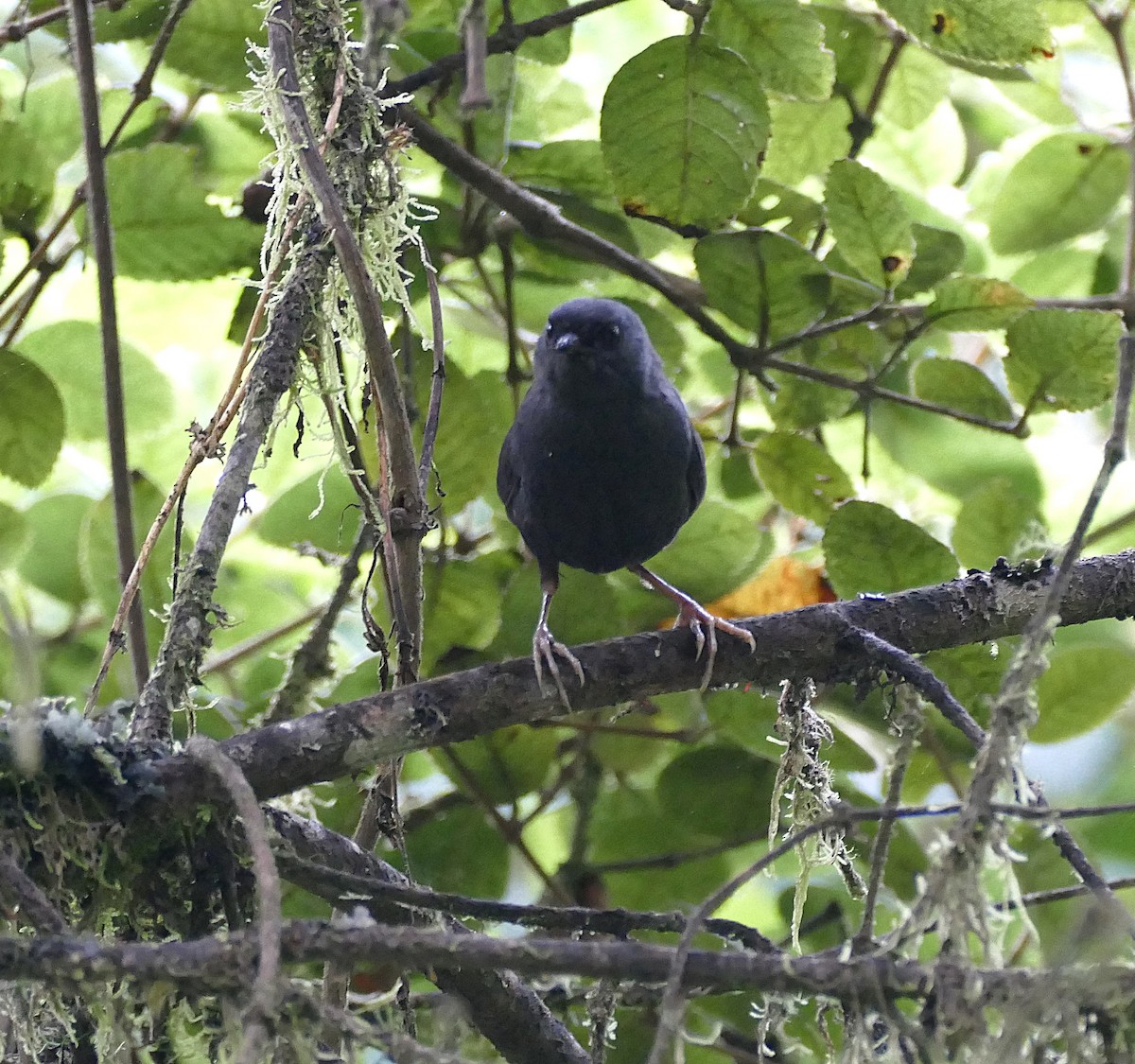 Blackish Tapaculo - ML643179093