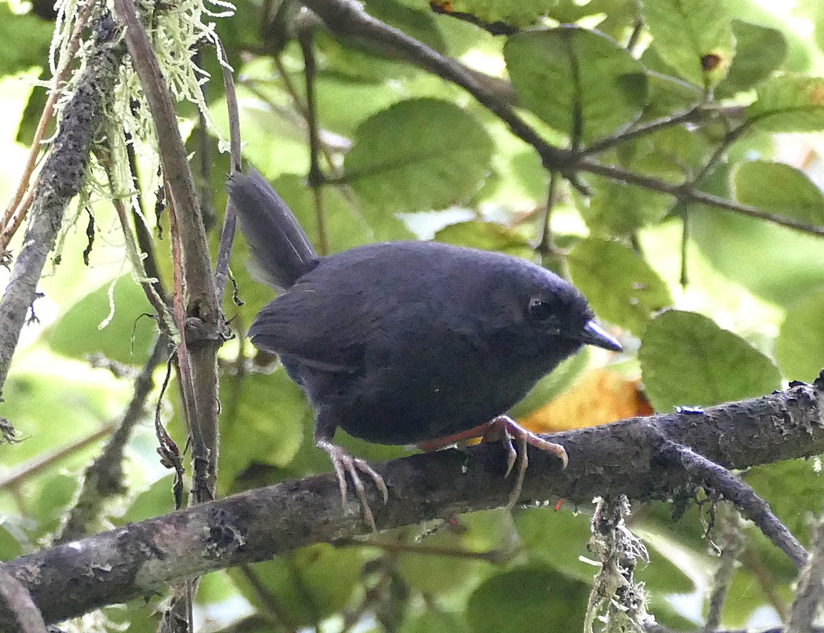 Blackish Tapaculo - ML643179094