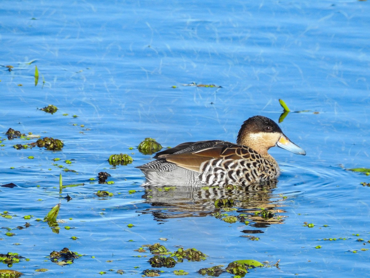 Silver Teal - ML643179099