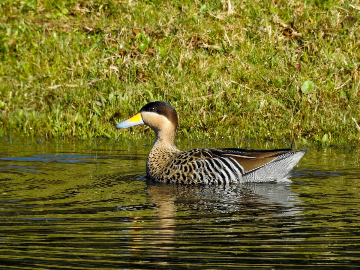 Silver Teal - ML643179100