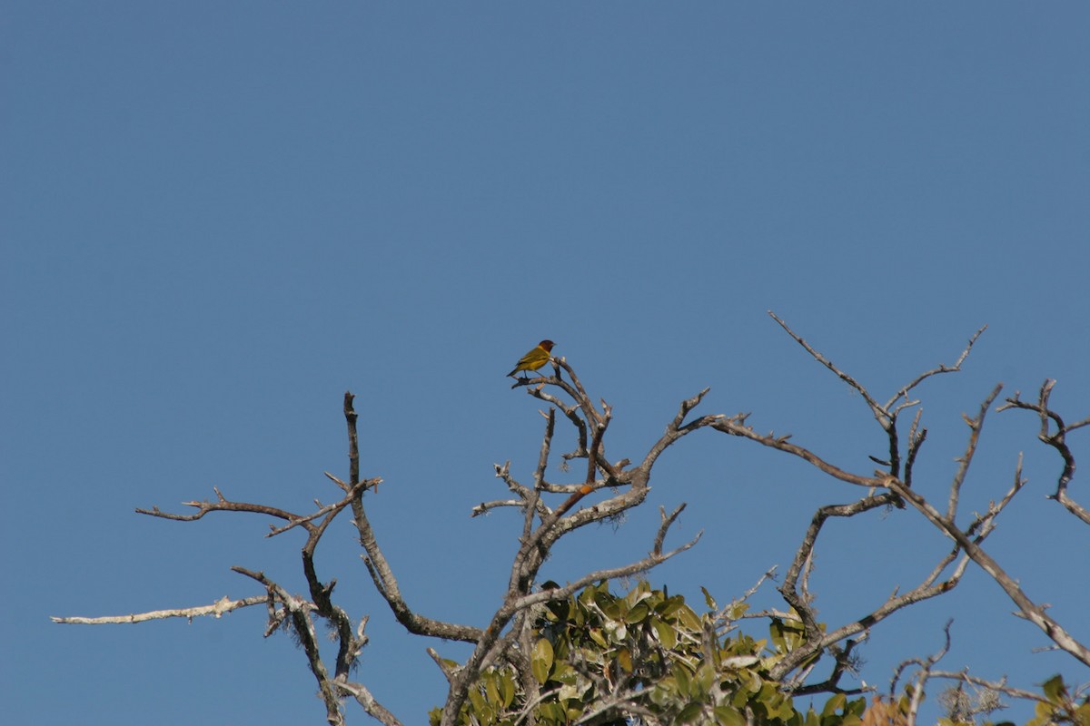 Mangrove Yellow Warbler (Mexican) - ML643179101