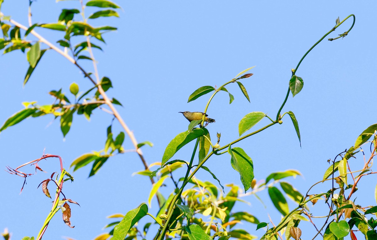 Black-throated Sunbird - ML643179102