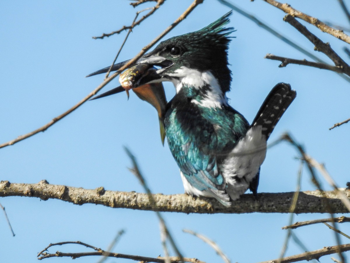 Amazon Kingfisher - ML643179103