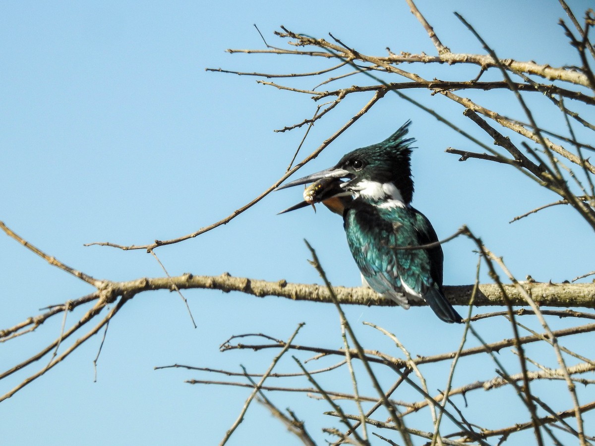 Amazon Kingfisher - ML643179104