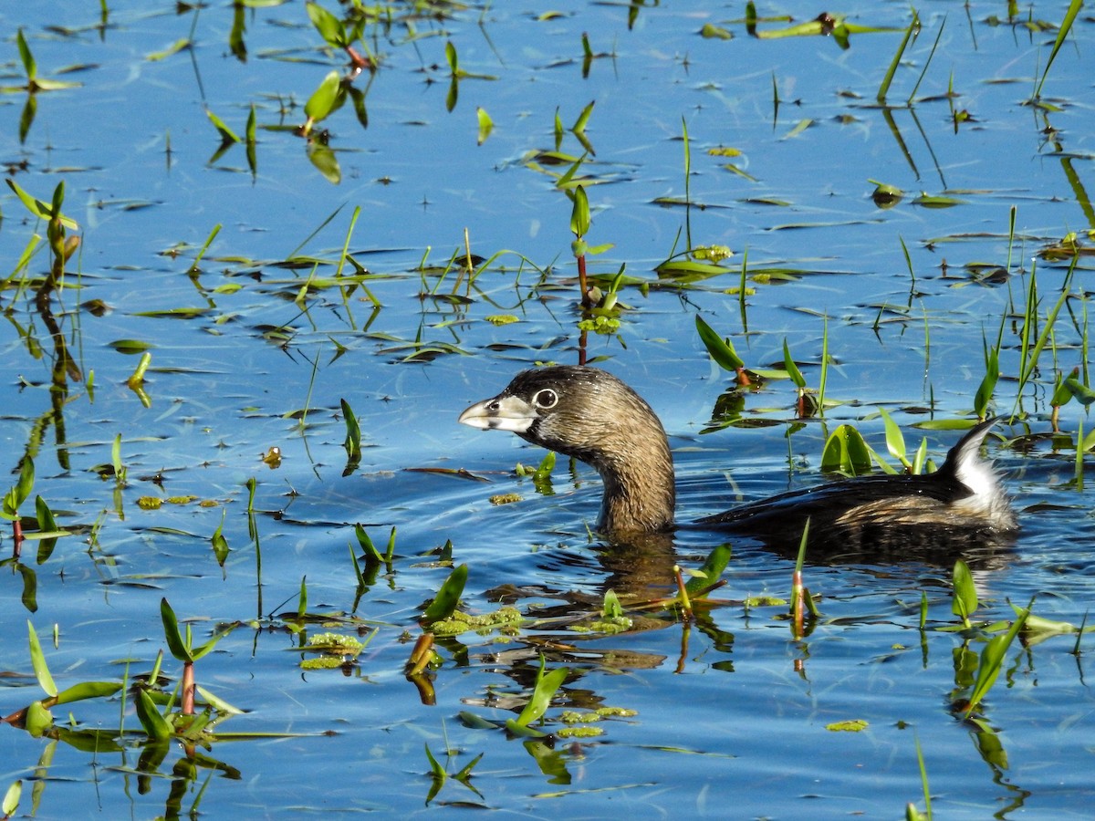 Pied-billed Grebe - ML643179105