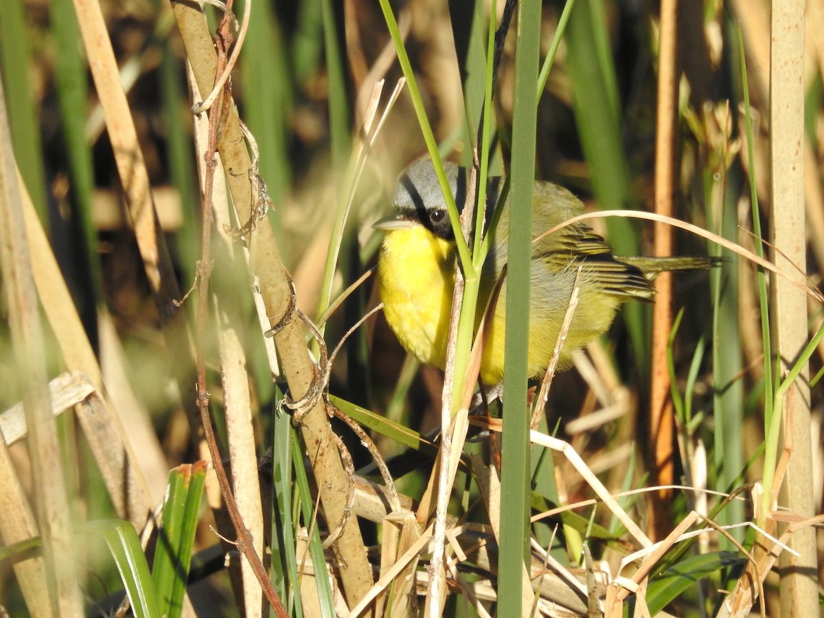 Southern Yellowthroat - ML643179109
