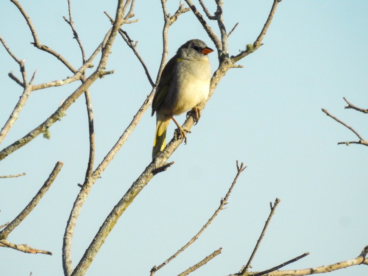 Great Pampa-Finch - ML643179112