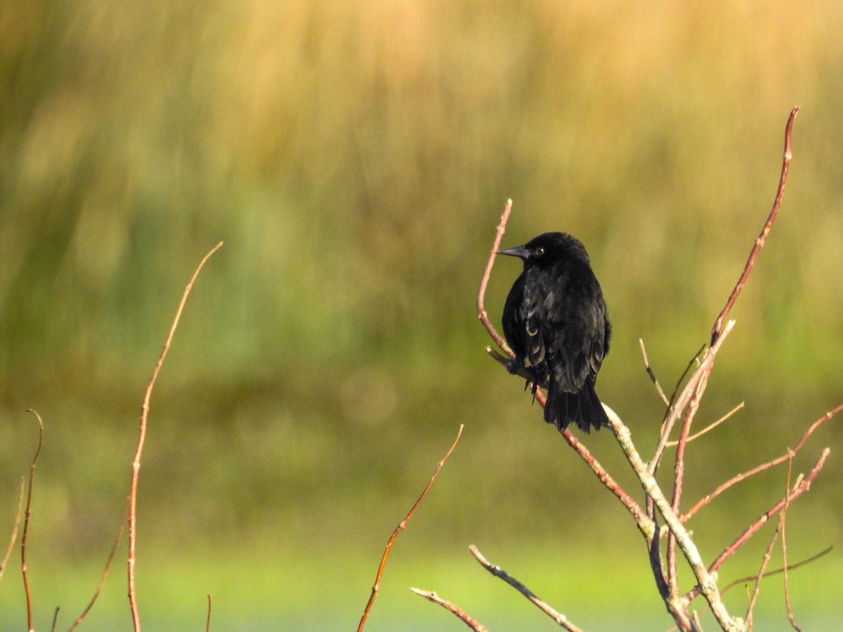 Yellow-winged Blackbird - ML643179114