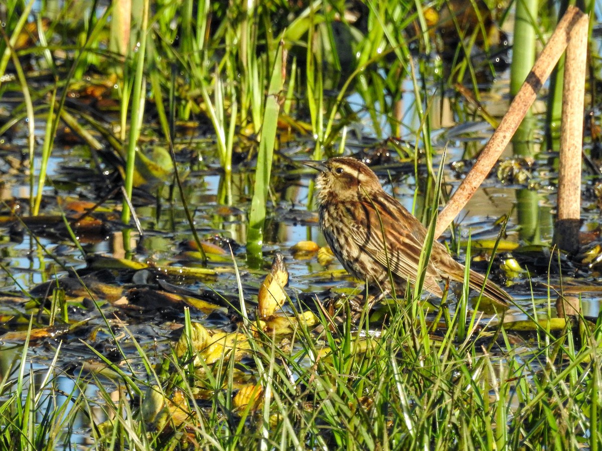Yellow-winged Blackbird - ML643179115