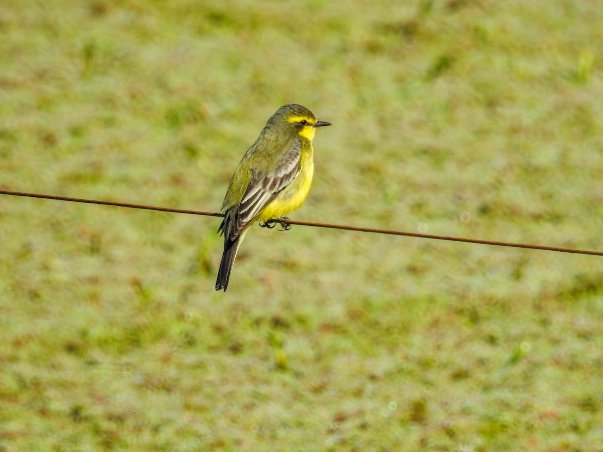 Yellow-browed Tyrant - ML643179116