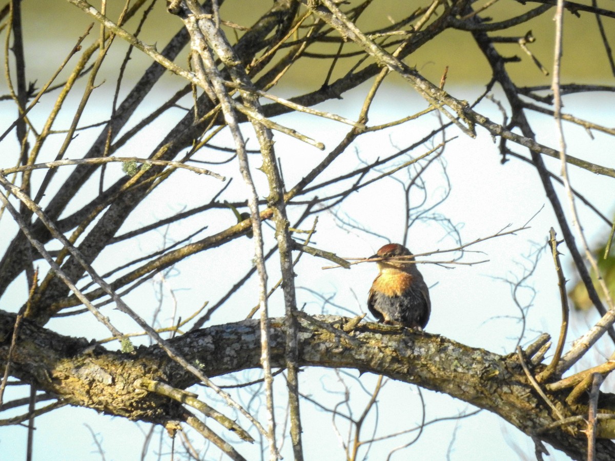 Freckle-breasted Thornbird - ML643179117
