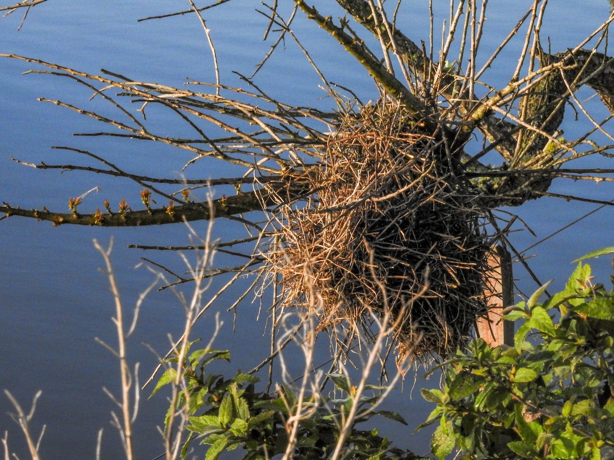 Freckle-breasted Thornbird - ML643179118