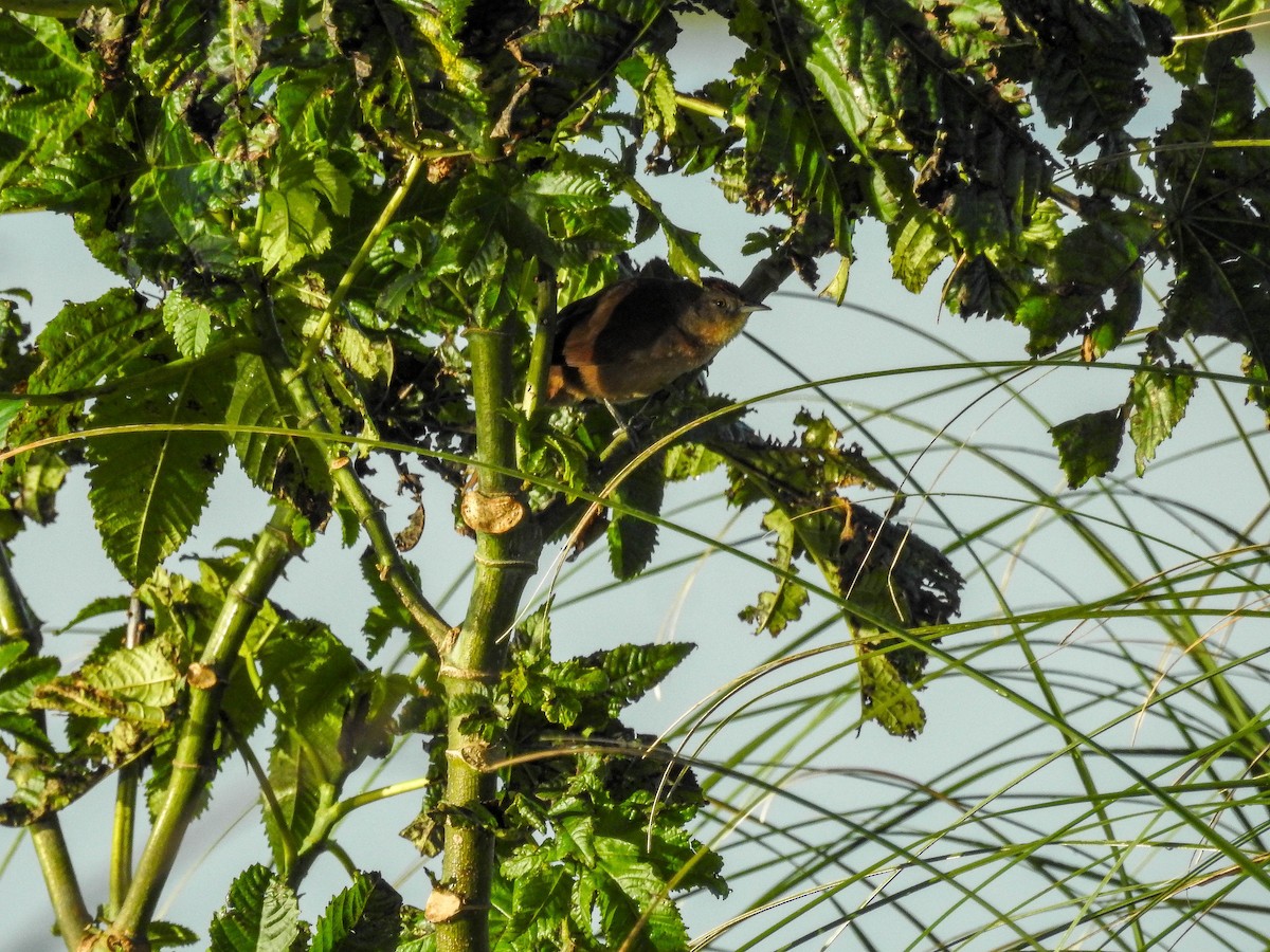 Freckle-breasted Thornbird - ML643179119