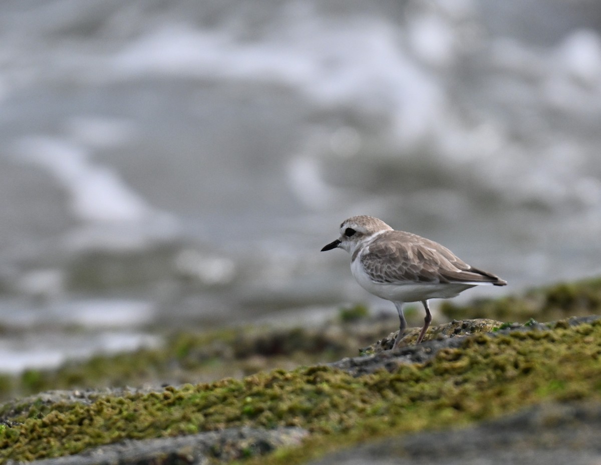 White-faced Plover - ML643179121