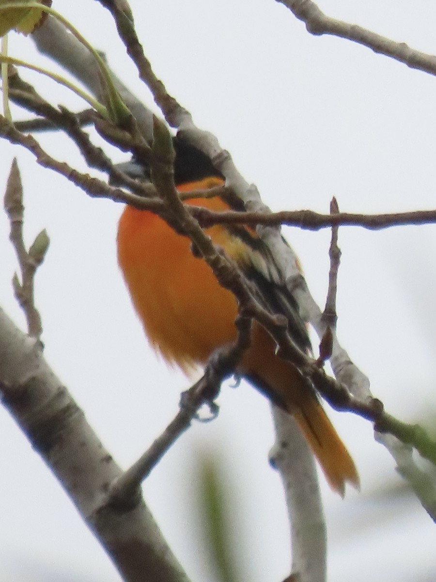 Baltimore Oriole - ML643179123