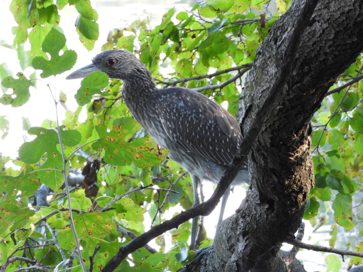 Yellow-crowned Night Heron - ML643179126