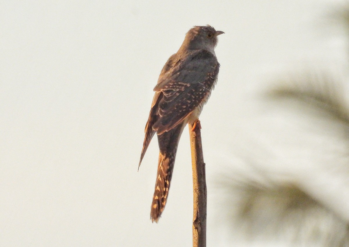 Common Cuckoo - ML643179145