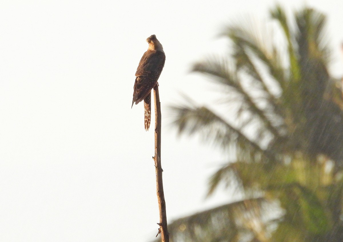 Common Cuckoo - ML643179151