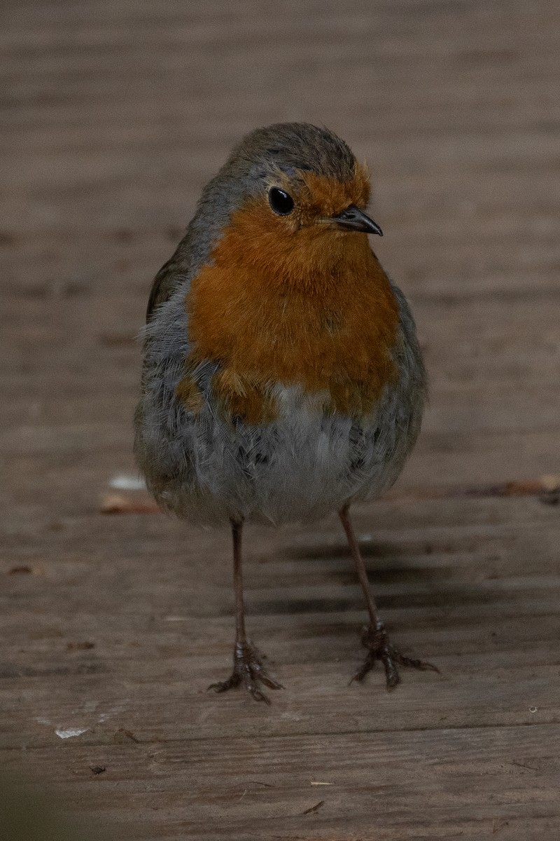 European Robin - ML643179174