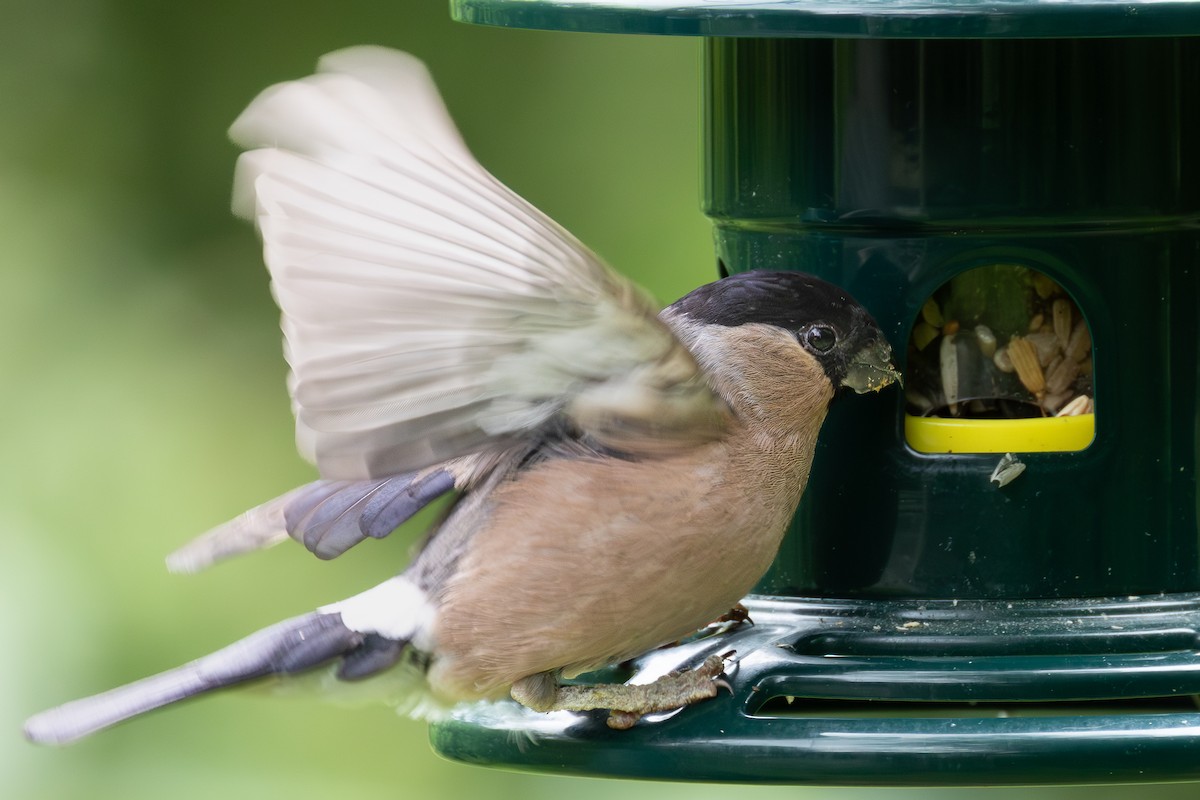 Eurasian Bullfinch - ML643179175