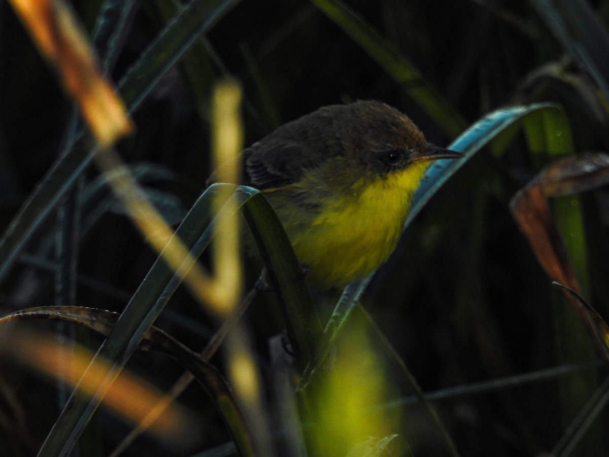 Warbling Doradito - ML643179180