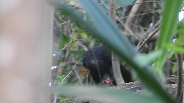 Mariana Crow - ML643179229