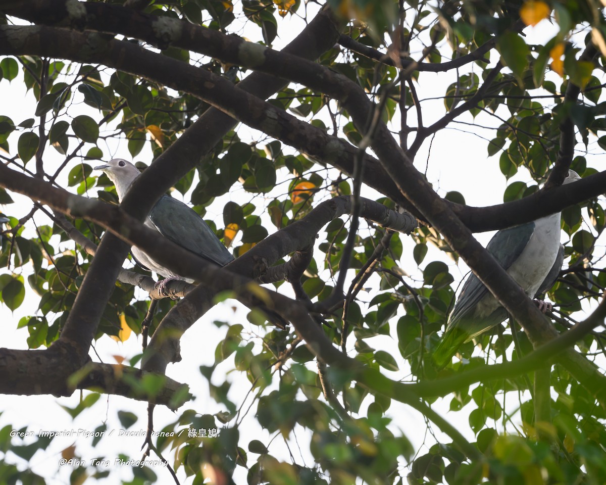 Green Imperial-Pigeon - ML643179230