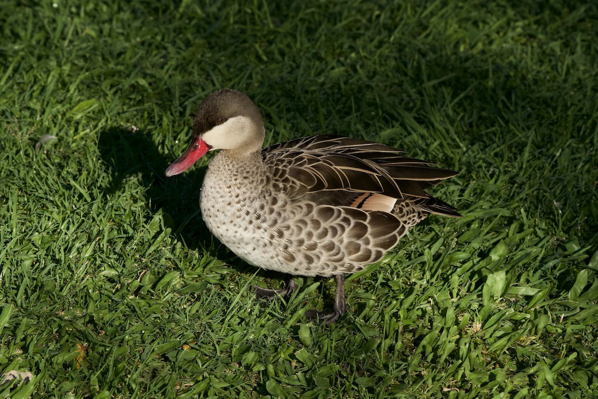 Red-billed Duck - ML643179241
