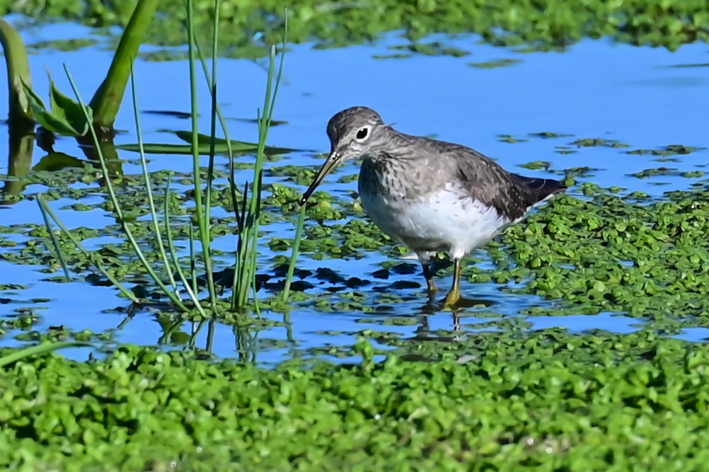Solitary Sandpiper - ML643179245