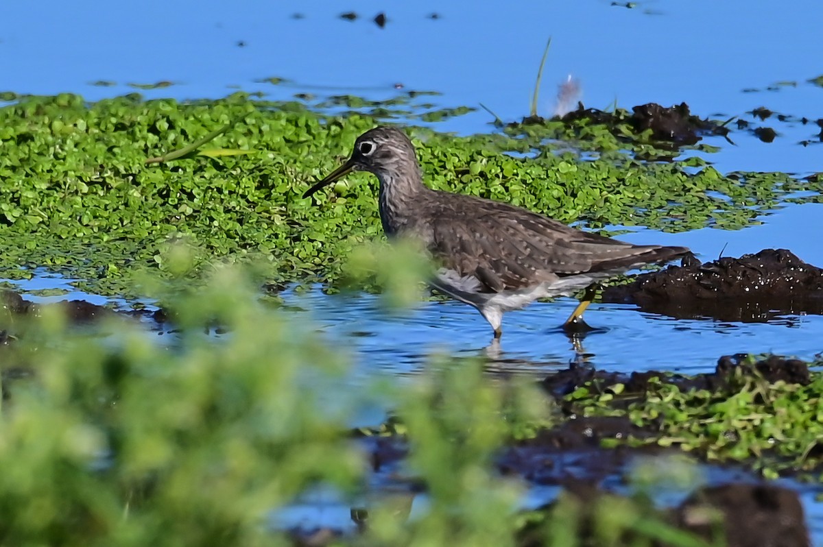 Solitary Sandpiper - ML643179246